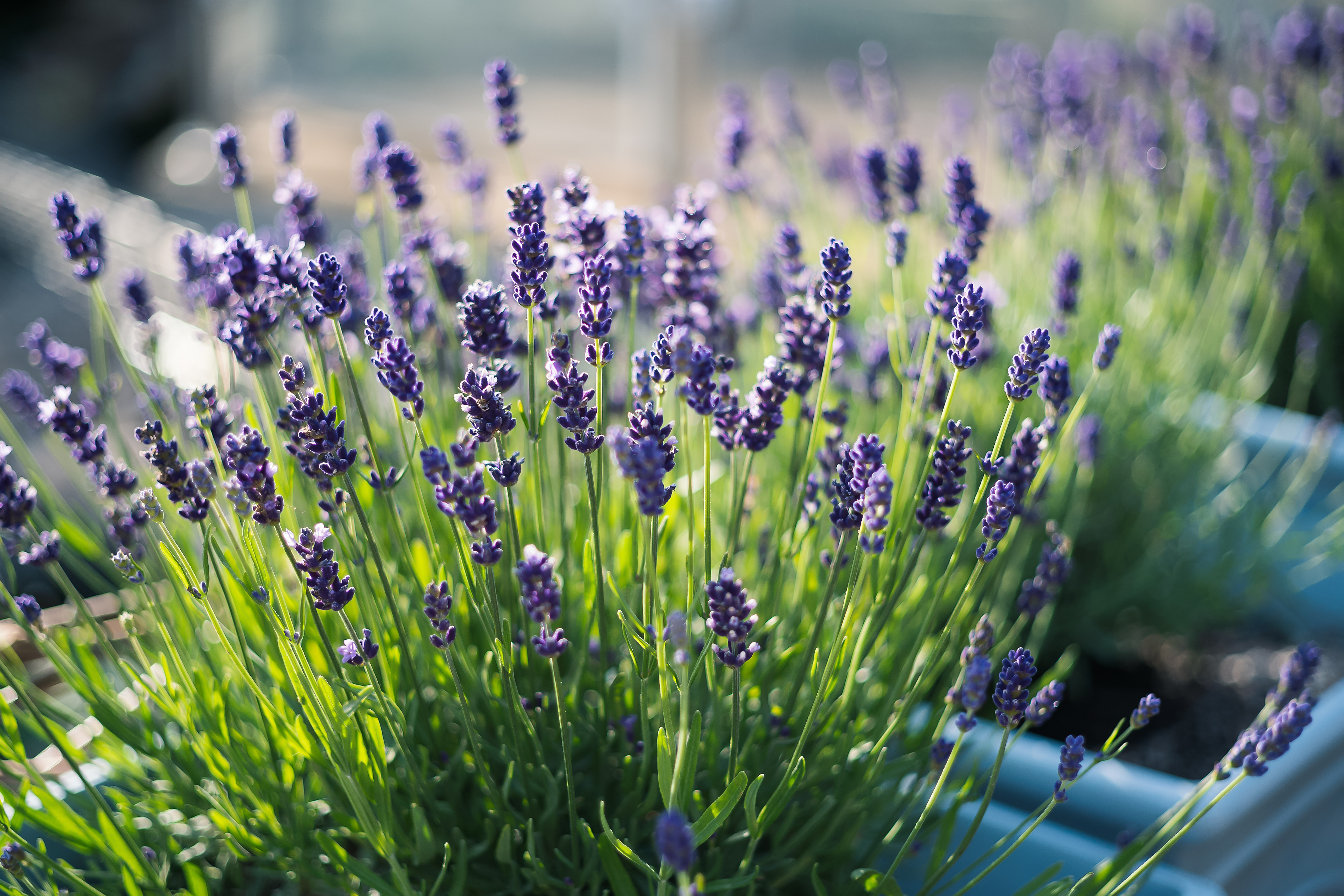 purple lavender flowers in blue pot